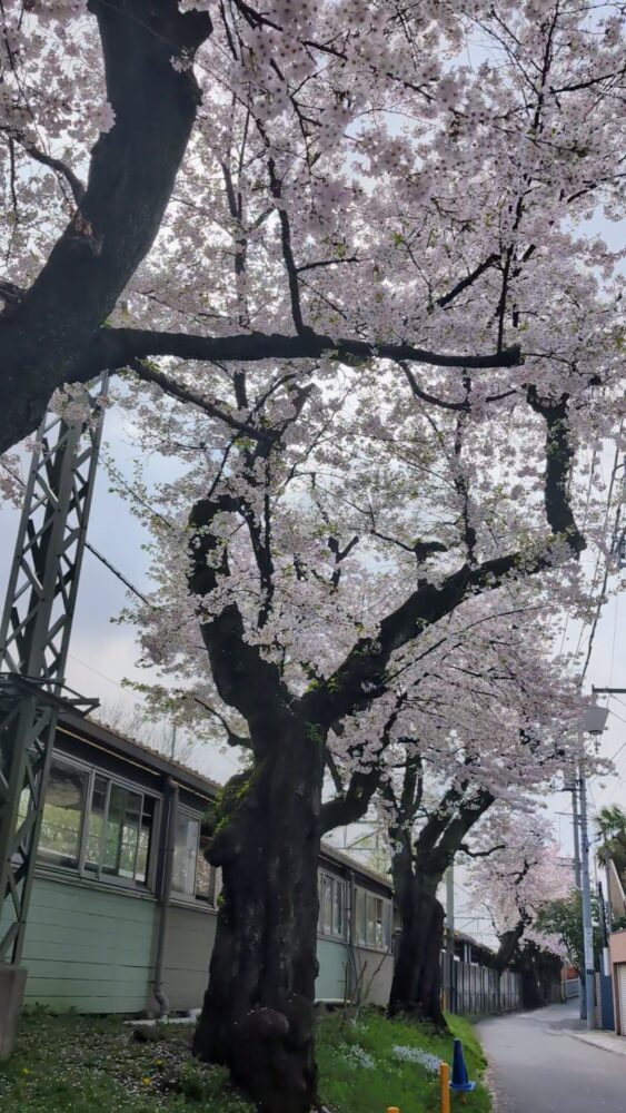 井の頭公園駅の桜並木